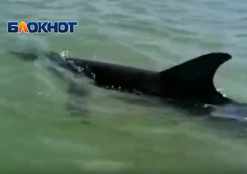 Спасение выброшенного на берег под Анапой дельфина попало на видео