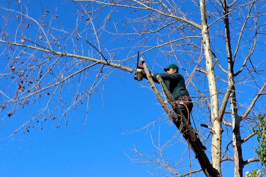 Обрезкой и валкой деревьев в Анапе займется ИП Марценюк
