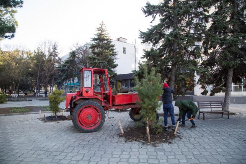 На некоторых улицах Анапы появились новые деревья