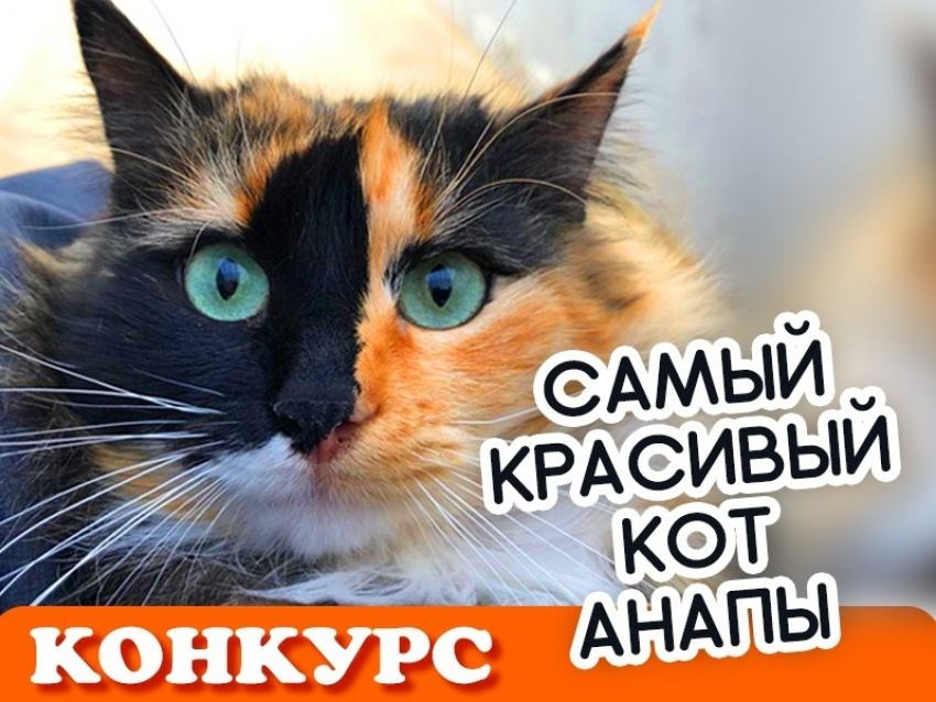 Внимание! Стартовало голосование в конкурсе «Самый красивый кот Анапы"
