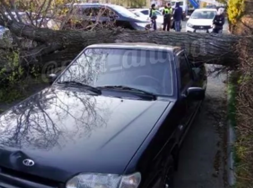 В Анапе дерево упало на автомобиль прямо в центре города