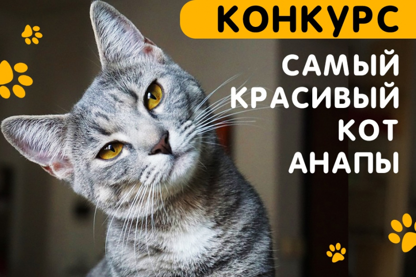 В конкурсе «Самый красивый кот Анапы» уже появились первые участники!!