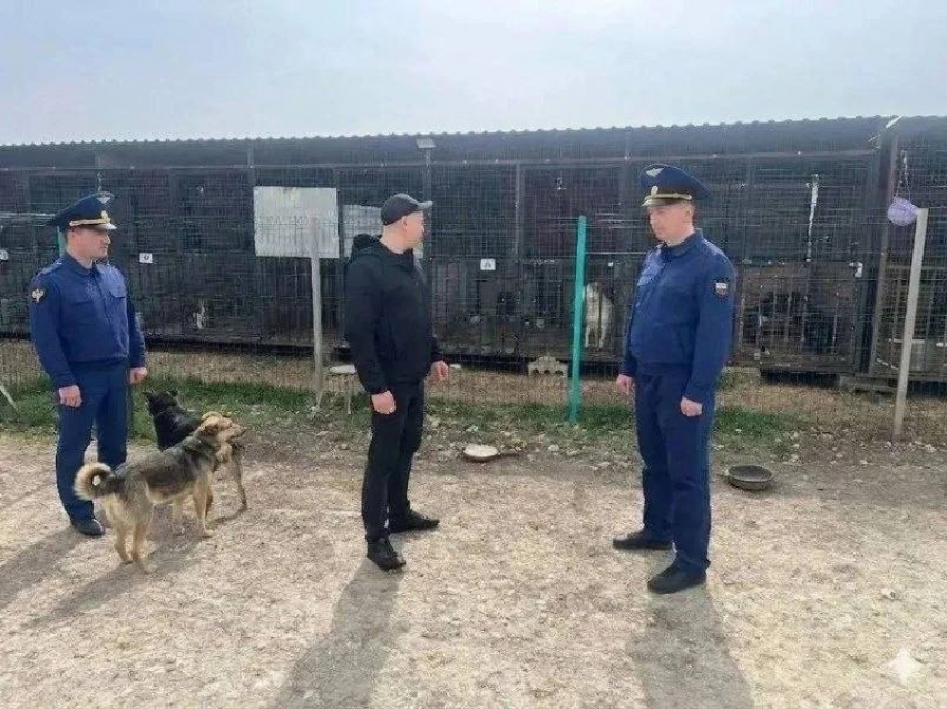 В Анапе проверяют приют для животных и подрядчика по отлову
