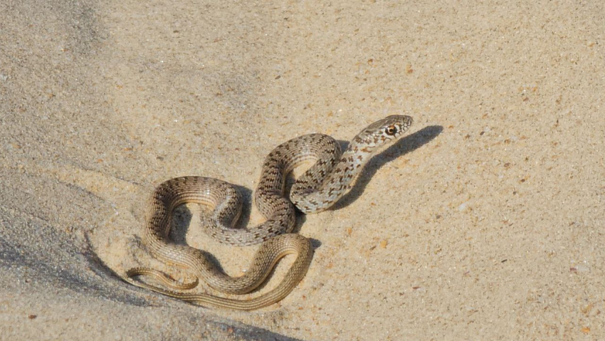 От ужа до гадюки: на пляже в Анапе замечена змея