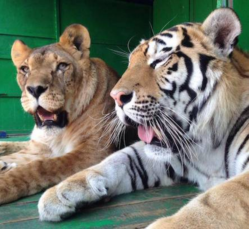 В зоопарке «Король Лев» в Анапе тигр дружит с леопоном