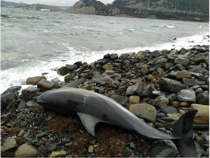 С начала года на Кубани, в том числе, на берегах Анапы, погибли более 140 дельфинов