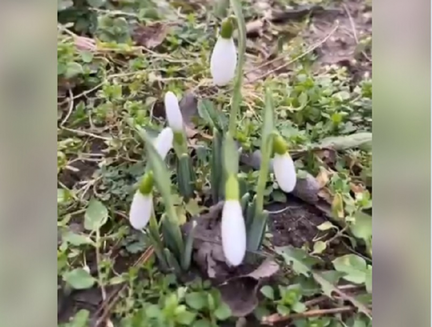 В Анапе раньше срока распустились первые подснежники. (Видео)