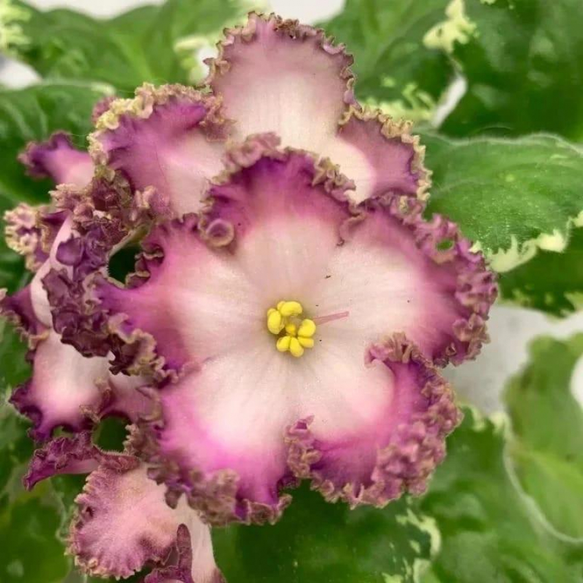 28 апреля в городе пройдет выставка-продажа комнатных растений 