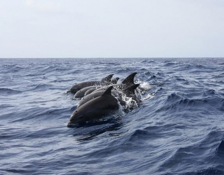 Названа одна из причин массовой гибели дельфинов в Анапе