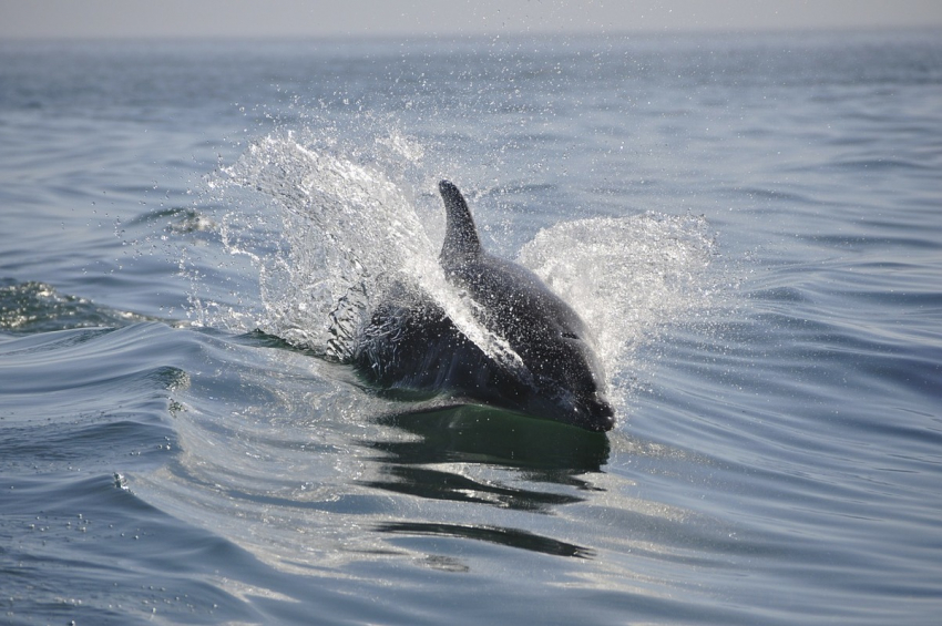 Отдыхающие в Анапе не смогли спасти жизнь дельфина