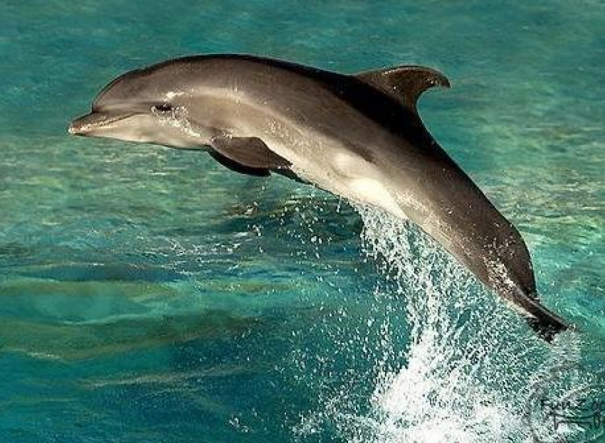В Краснодарском крае задержали браконьеров, доставлявших афалин в анапские дельфинарии