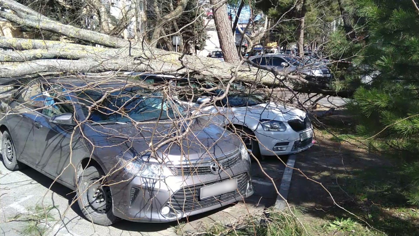 В Анапе сломанные ветром деревья валятся прямо на крыши машин и рвут провода