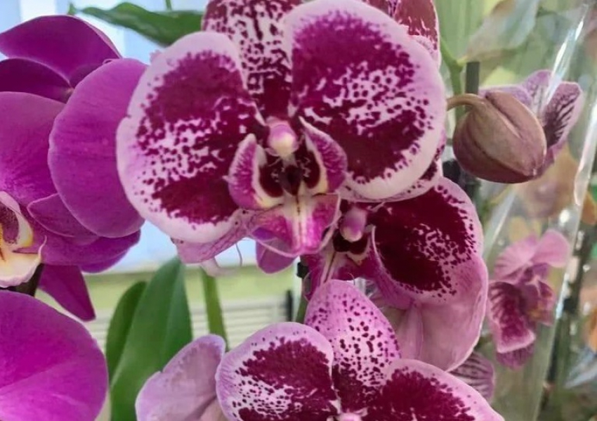 В Анапе пройдет выставка-продажа цветов и растений 