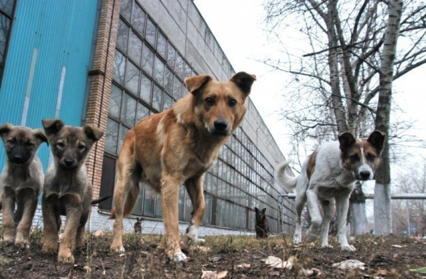 Большая часть анапчан выступает за отравление бродячих собак