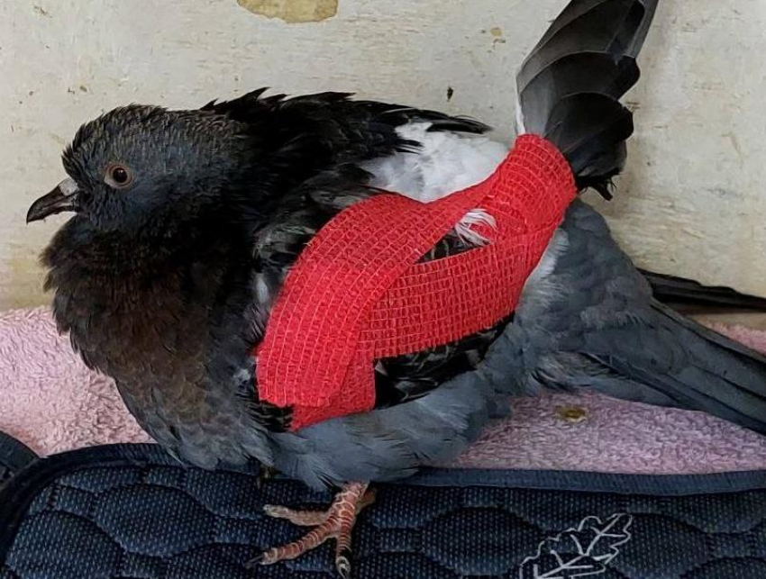 Центр реабилитации диких животных «Жемчужная» в Анапе оказался на грани закрытия