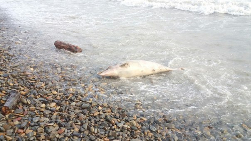 Анапчане обнаружили на пляже мертвых дельфинов