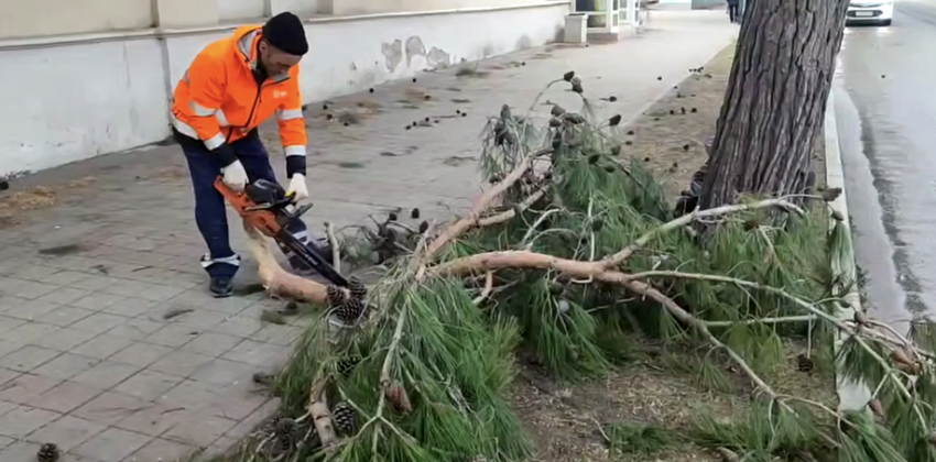 Мощный ветер в Анапе повалил деревья на машины