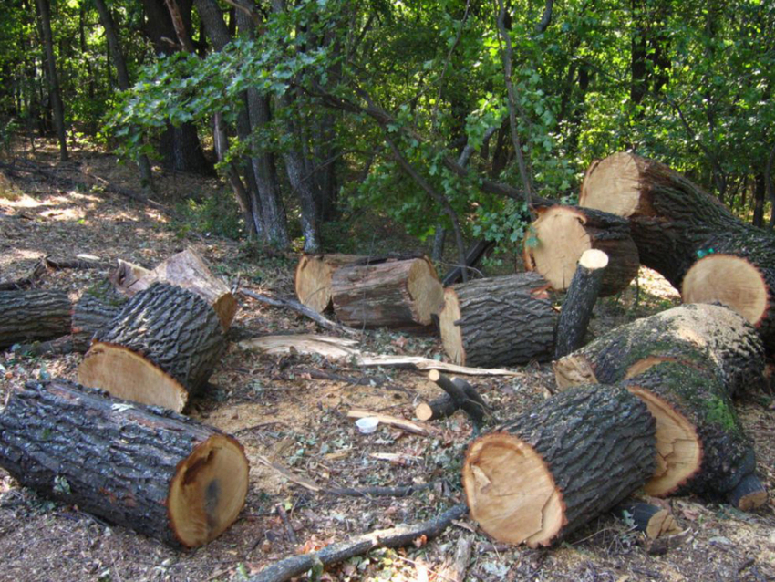 Доставка дубовых дров