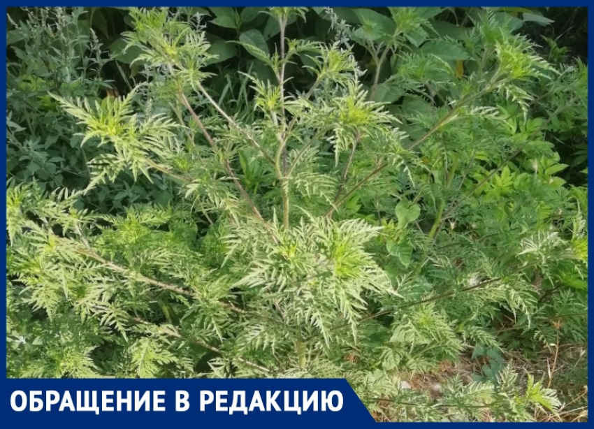 «Живем на противоаллергенных препаратах»: анапчанка жалуется на засилье амброзии в городе