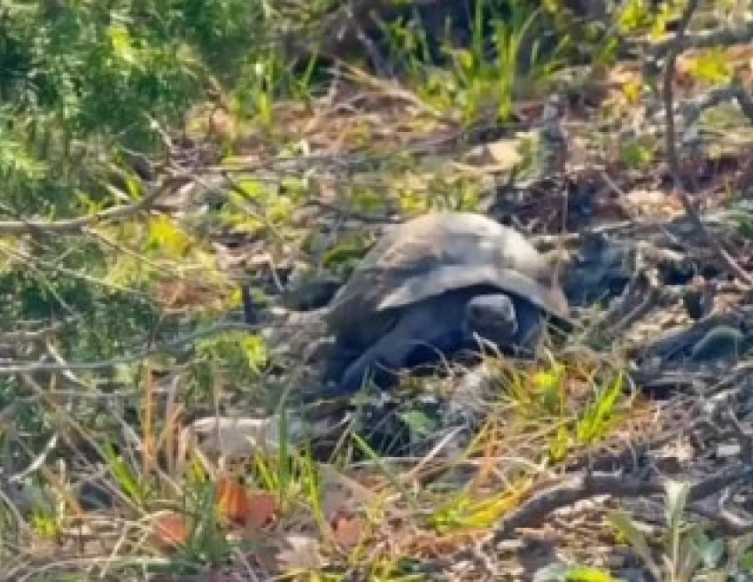 Всем привет от черепахи с Большого Утриша