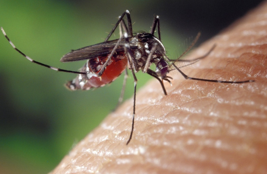 В Анапе, Геленджике, Новороссийске могут быть случаи смертельной лихорадки из-за комаров?