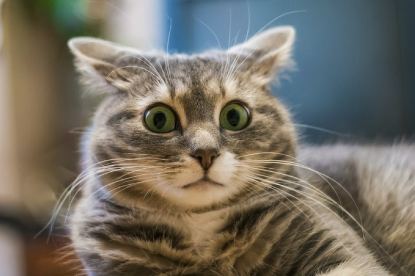 Коты в шоке | Пикабу