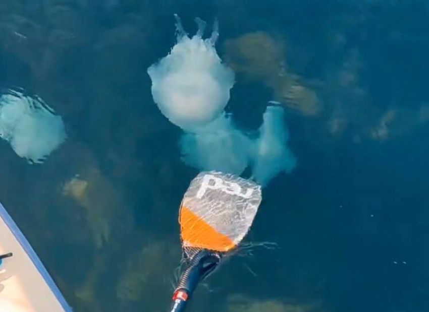 Корнероты «атакуют": медузы уже добрались до пляжей Высокого берега в Анапе