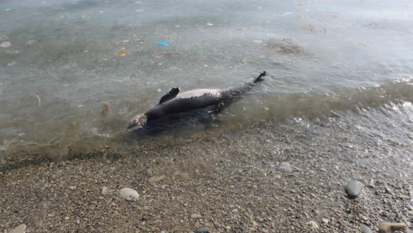 На берегу черноморского побережья снова нашли несколько мертвых дельфинов