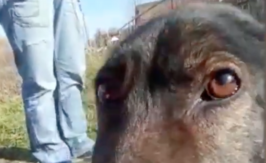 Собаку под Анапой, привязанную проволокой за шею, оставили умирать без еды и воды 