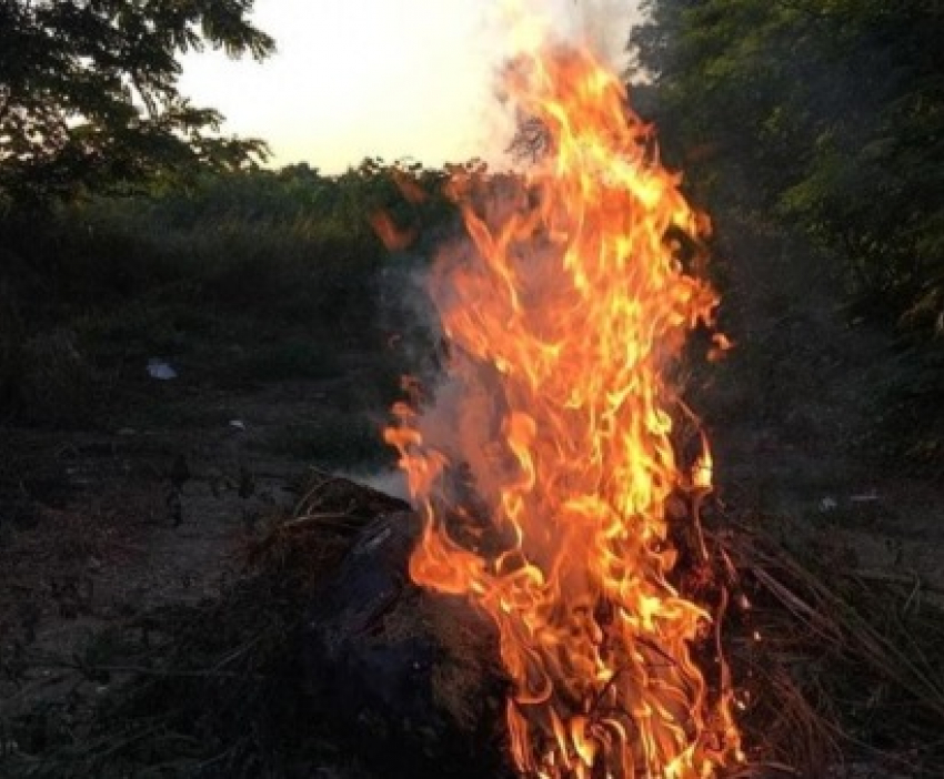 В Чеконе под Анапой полицейские нашли и сожгли целое поле конопли