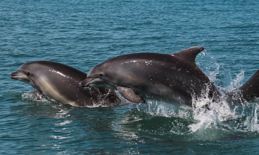 Как нам дельфинов спасти – прогнозируется рост смерти морских красавцев у берегов Анапы