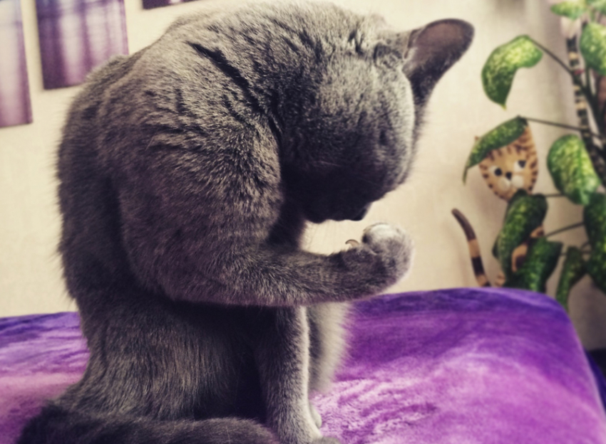 Даже у кота бицуха больше, чем у тебя...