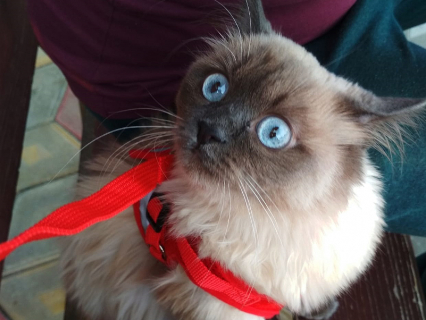 Ада - новый претендент на главный приз конкурса «Самый красивый кот Анапы"