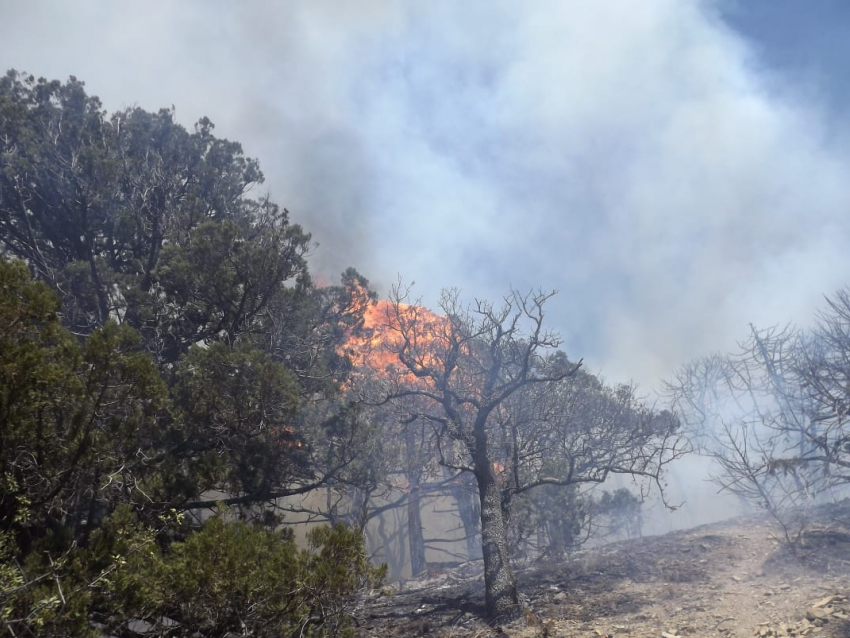 Год назад в анапском заповеднике «Утриш» возник пожар, уничтоживший вековые реликтовые деревья