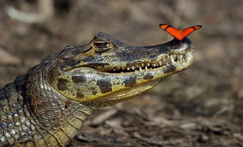 Анапчане обвиняют «Крокодиловую ферму» в скупке домашних питомцев на корм крокодилам