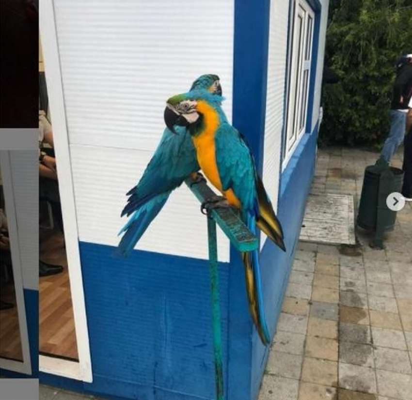 В Анапе у фотографов снова изъяли птиц