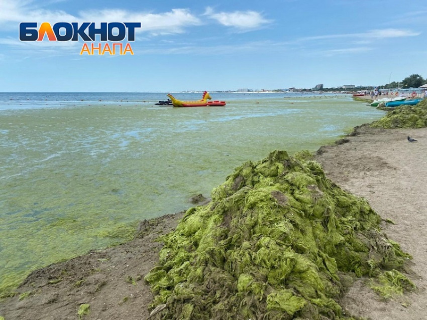 Мэрия Анапы заплатит 75 миллионов за свалку водорослей на пляжах курорта