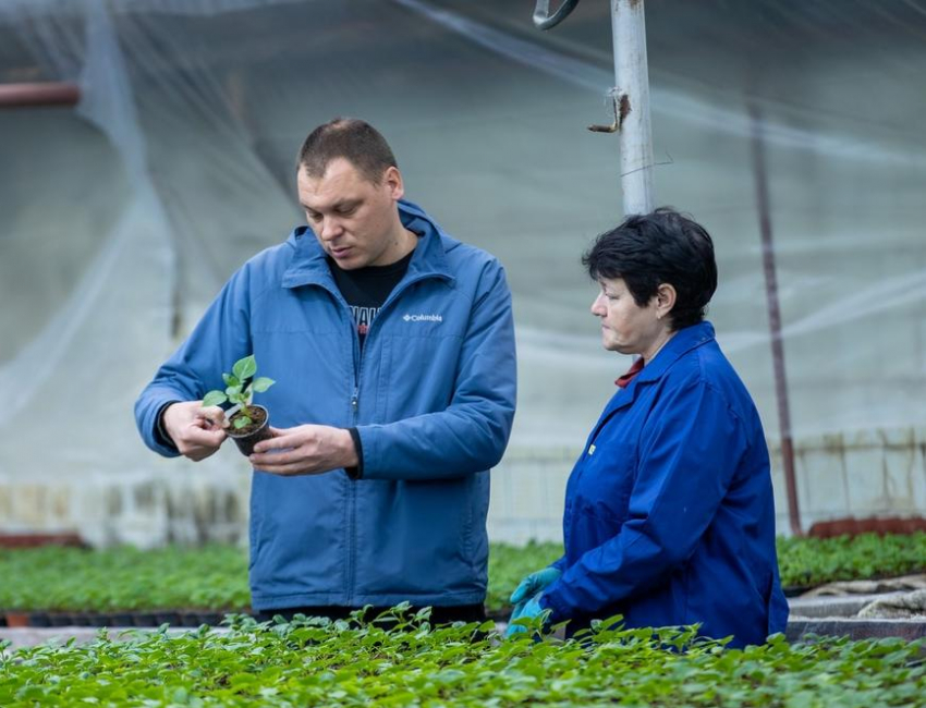 "Зеленстрой» высадит 300 тысяч цветов в Анапе