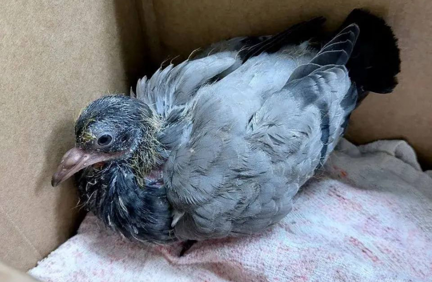 Попытки «спасти» птиц без знаний могут навредить, предупредили в Анапе