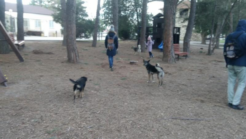 Бродячих собак уберут из анапского парка «Ореховая роща»