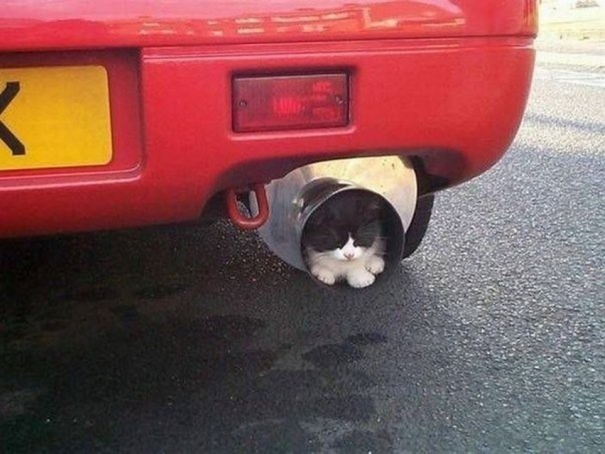 Анапчане, будьте внимательны! От холода под вашим автомобилем может прятаться котёнок