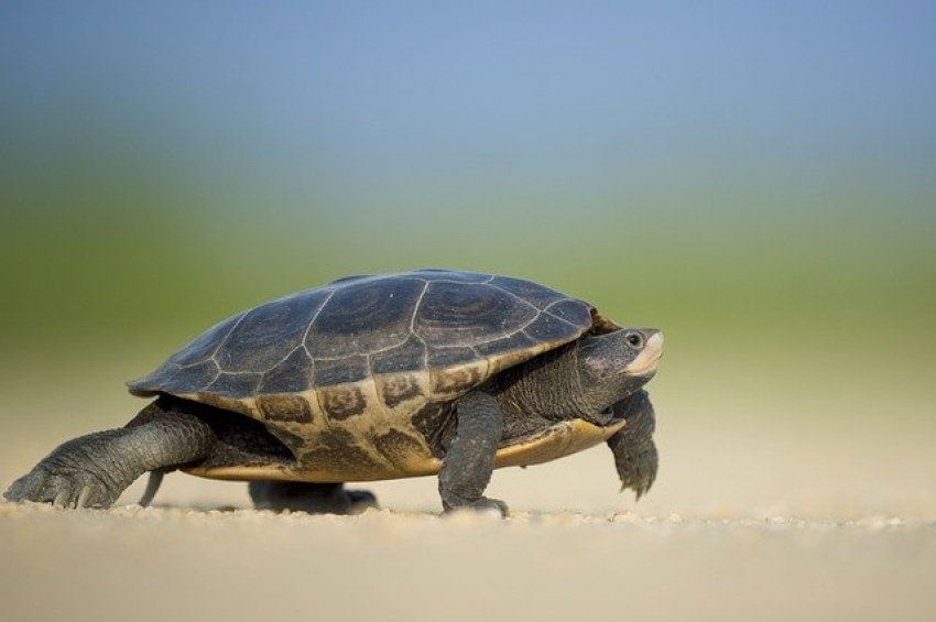 Во Всемирный день черепахи в Анапе облачно