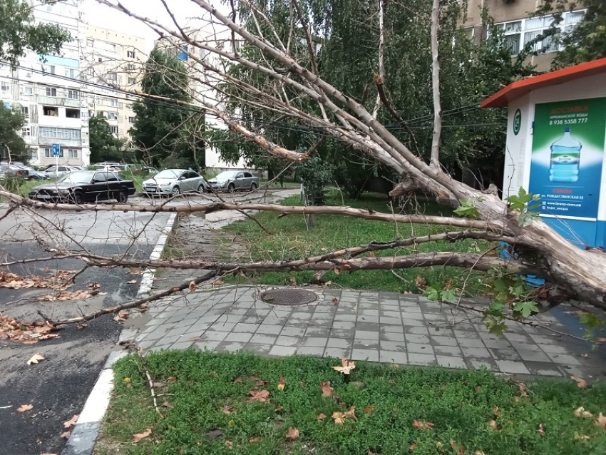 В Анапе дерево рухнуло прямо на тротуар