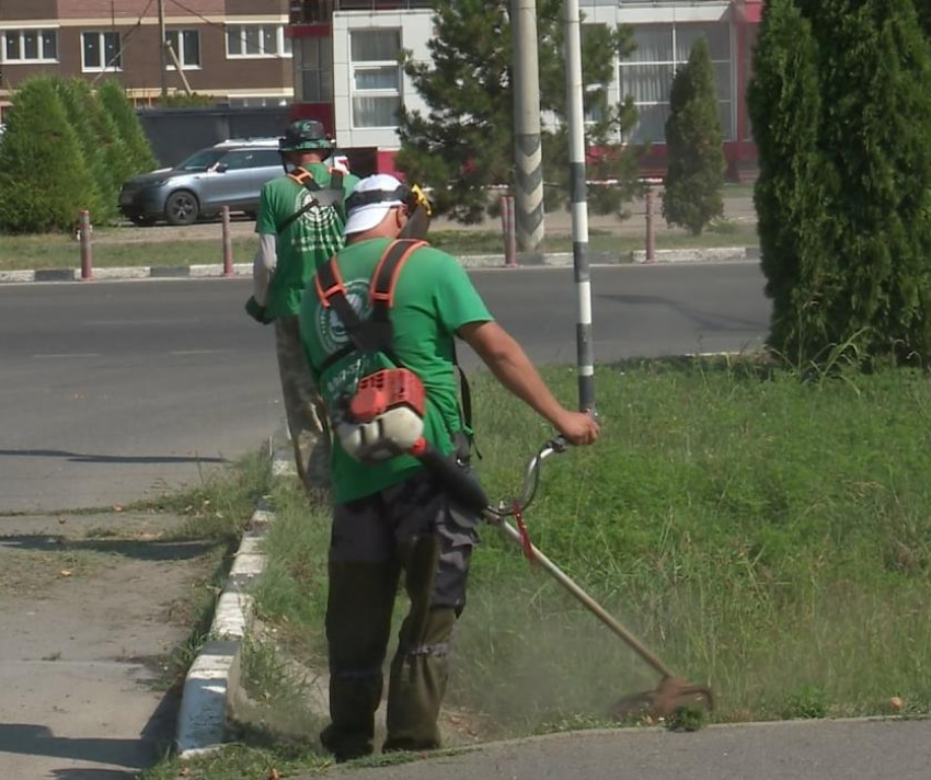 В Анапе серьёзно занялись ликвидацией амброзии