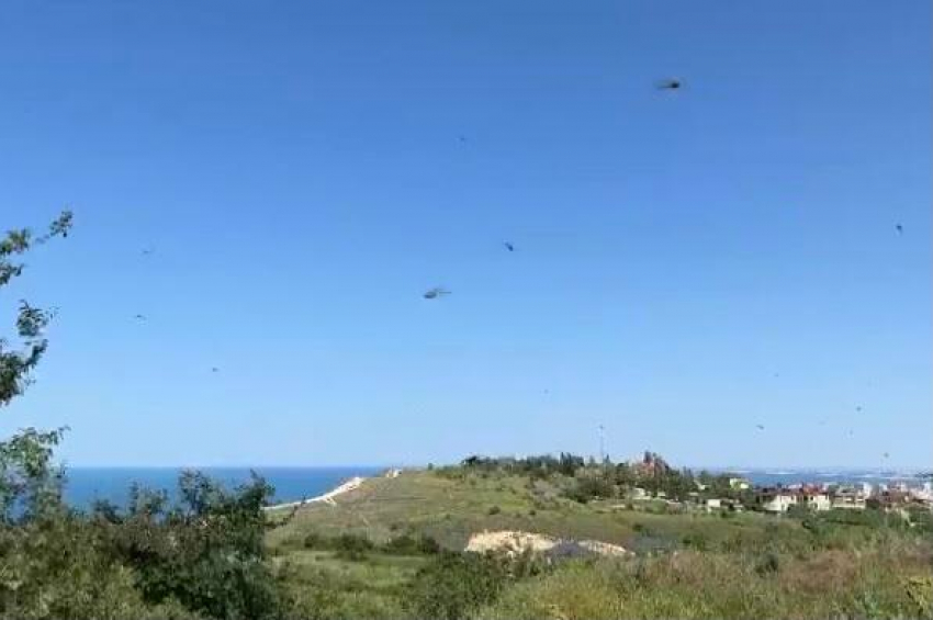  Некоторые районы Анапы атаковали полчища стрекоз