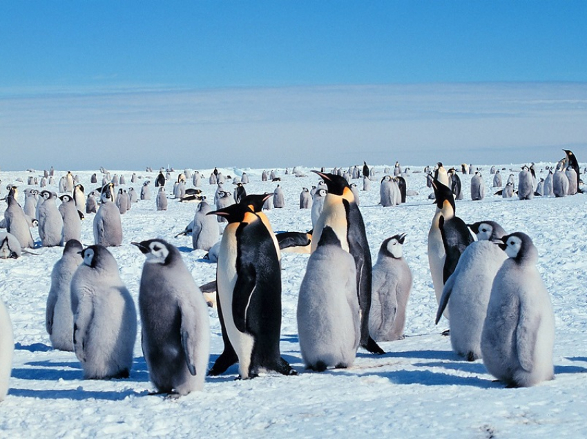 В День открытия Антарктиды в Анапе потеплеет