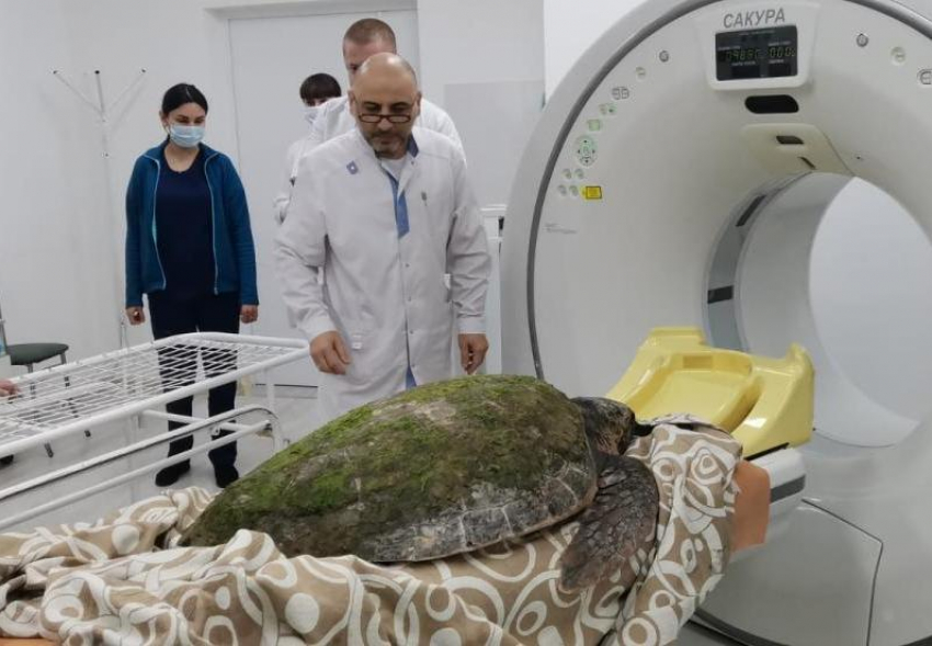 В горбольнице Анапы гигантской черепахе провели компьютерную томографию