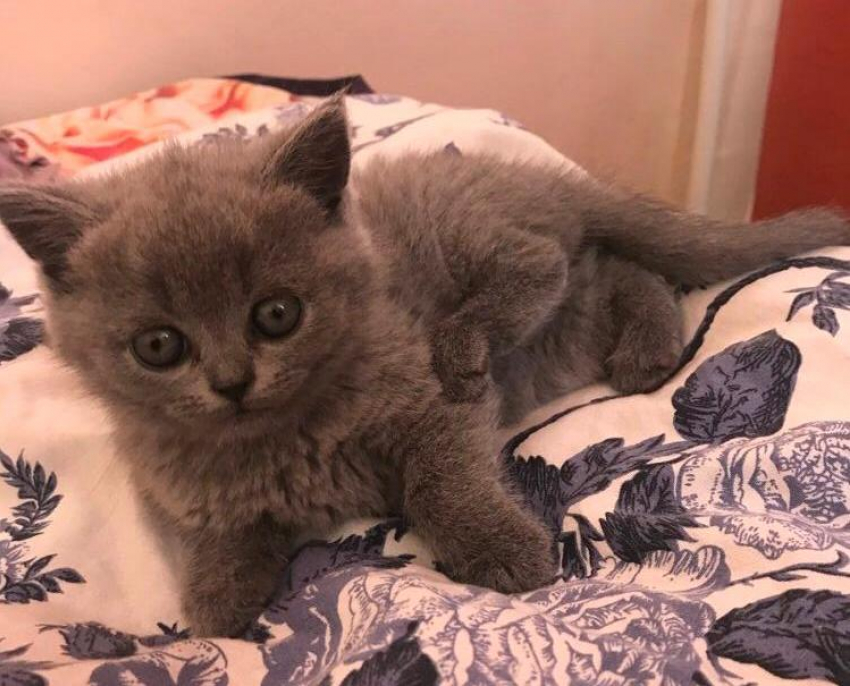 Гресальда - новый участник конкурса «Самый красивый кот Анапы"