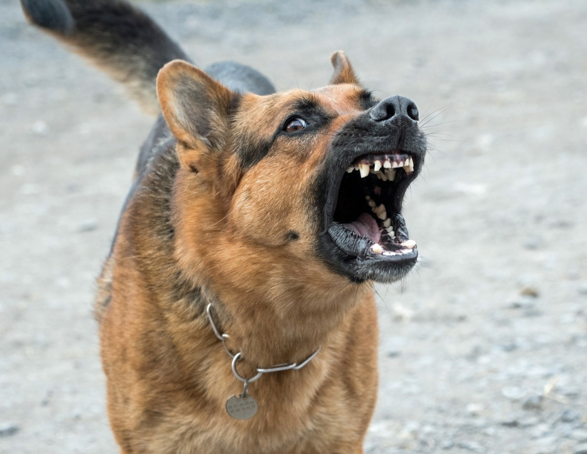 "Намордники надевайте своим шавкам!": анапчанка о недавних случаях нападения собак