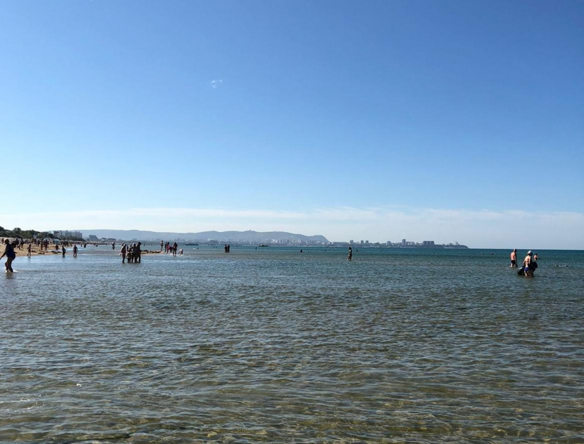 Всемирный день кошек в Анапе будет ветреным и жарким